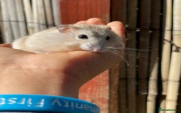 Hamster rodents for sale: Russians Dwarfs hamster  - Image 4