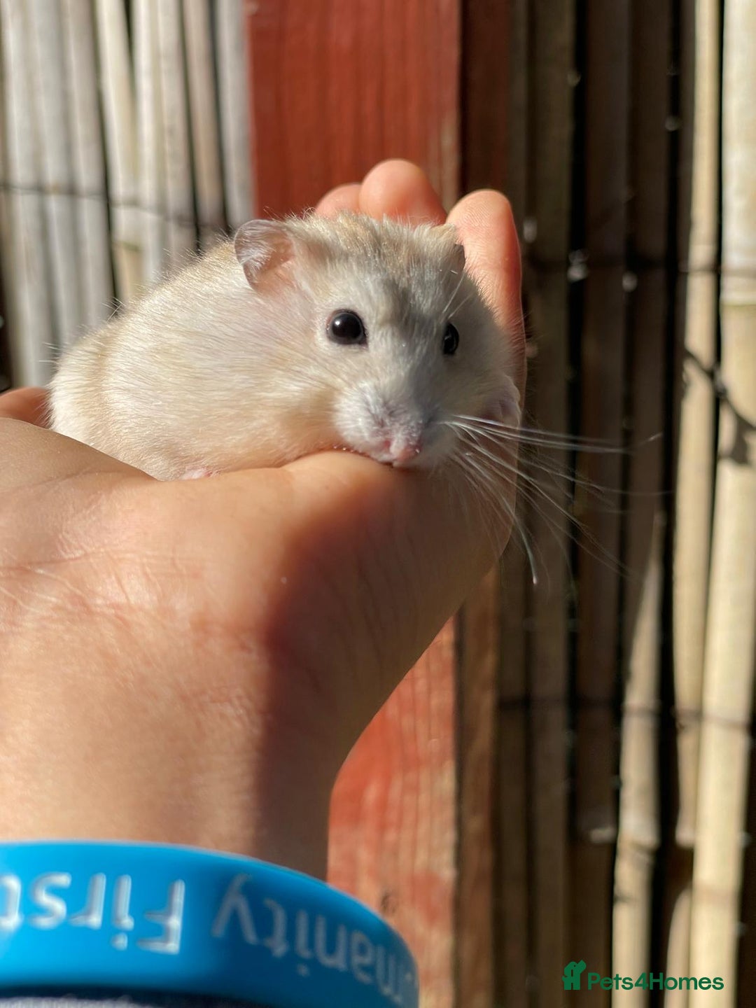 Hamster rodents for sale: Russians Dwarfs hamster  - Image 4