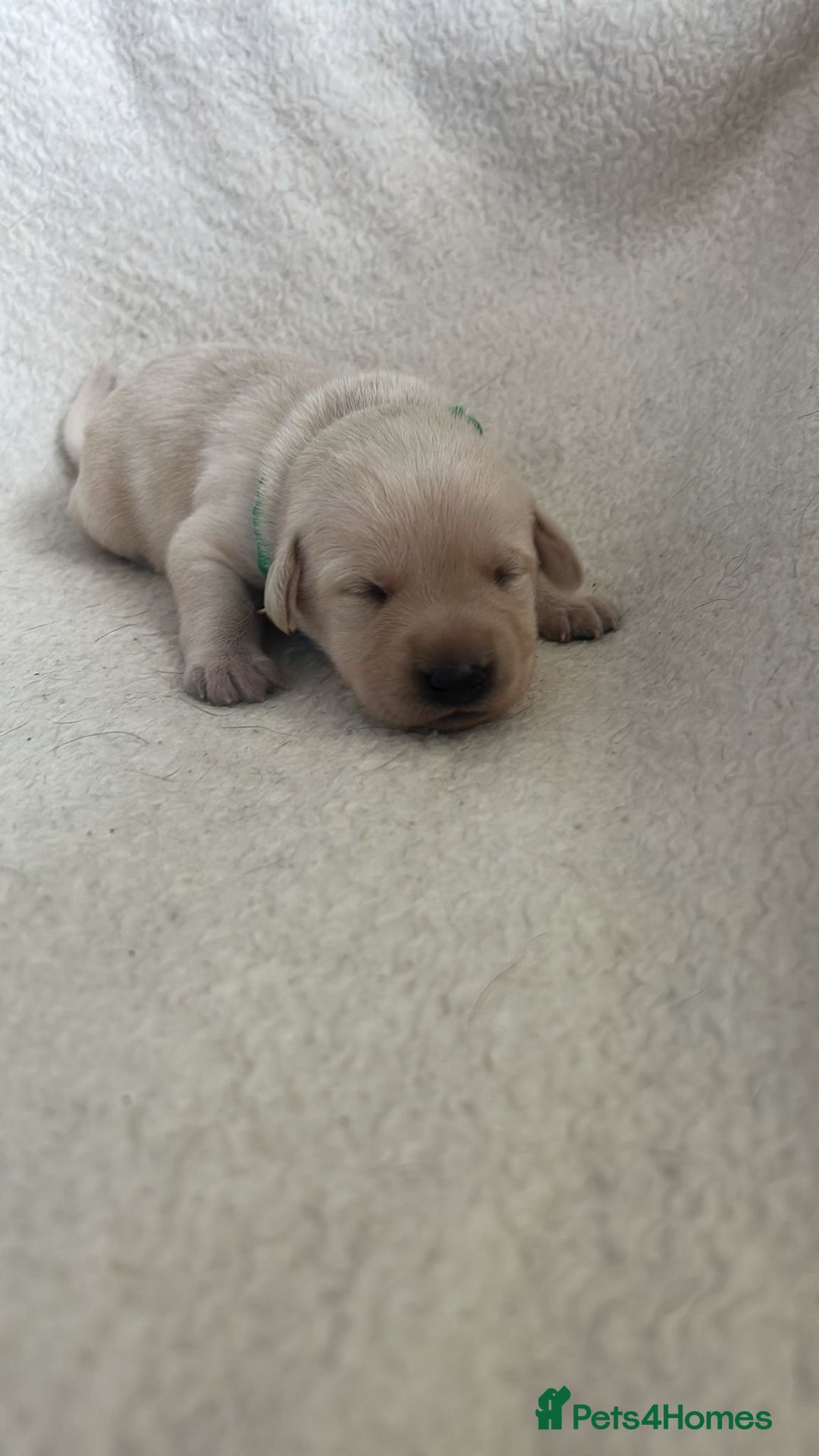 Labrador Retriever dogs for sale: 9 Adorable Labrador Puppies! 2 Pups remaining!  - Advert 7
