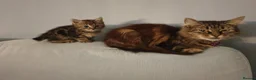 Mixed Breed cats for sale: Beautiful Male Kittens  - Advert 8