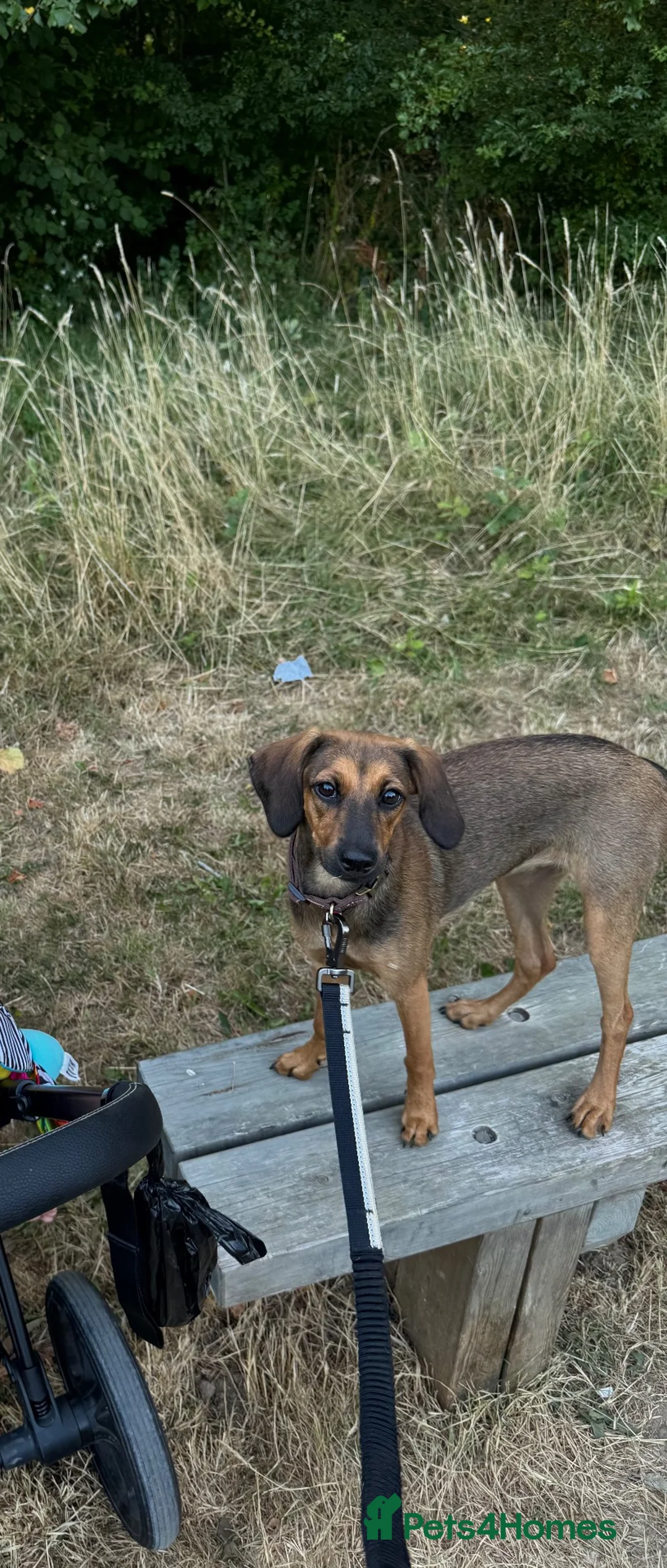 Mixed Breed dogs for sale: Beautiful 8 month old Bella for Rehome - Advert 5
