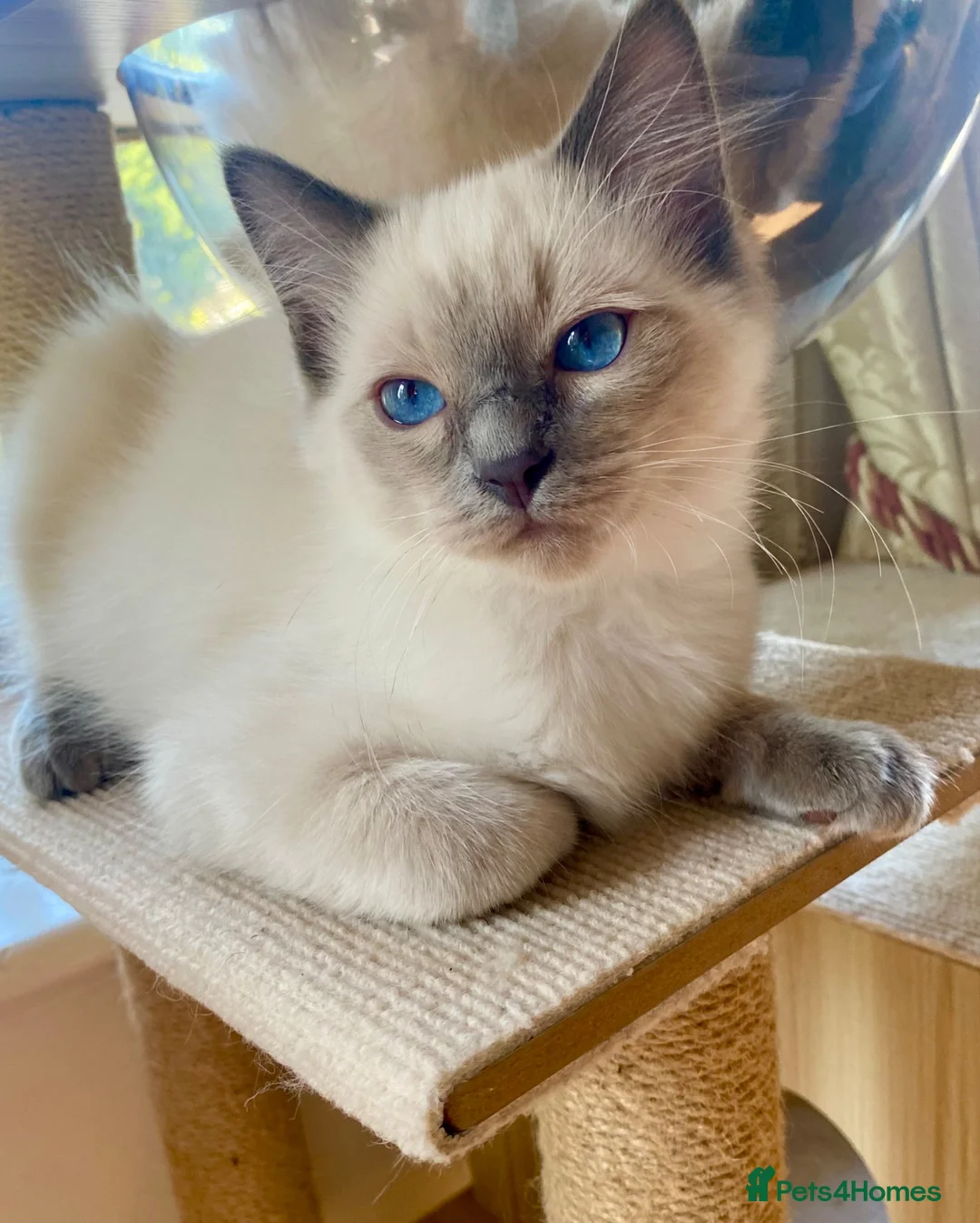 Ragdoll cats for sale: Adorable purebred Ragdolls  - Advert 1