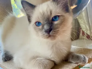 Ragdoll cats Adorable purebred Ragdolls - Advert 5