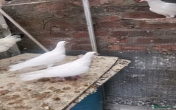 Pigeons birds for sale: Pigeon for sale - Image 7