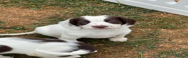 English Springer Spaniel 3