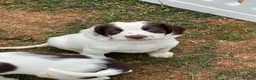 English Springer Spaniel dogs for sale: HEALTH TESTED QUALITY ENGLISH SPRINGER SPANIELS  - Advert 38