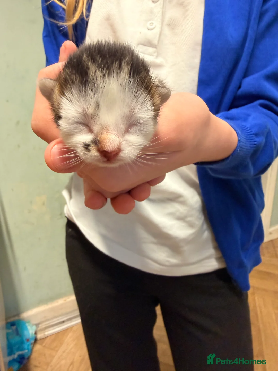Mixed Breed cats for sale: 4 beautiful kitten  - Advert 2