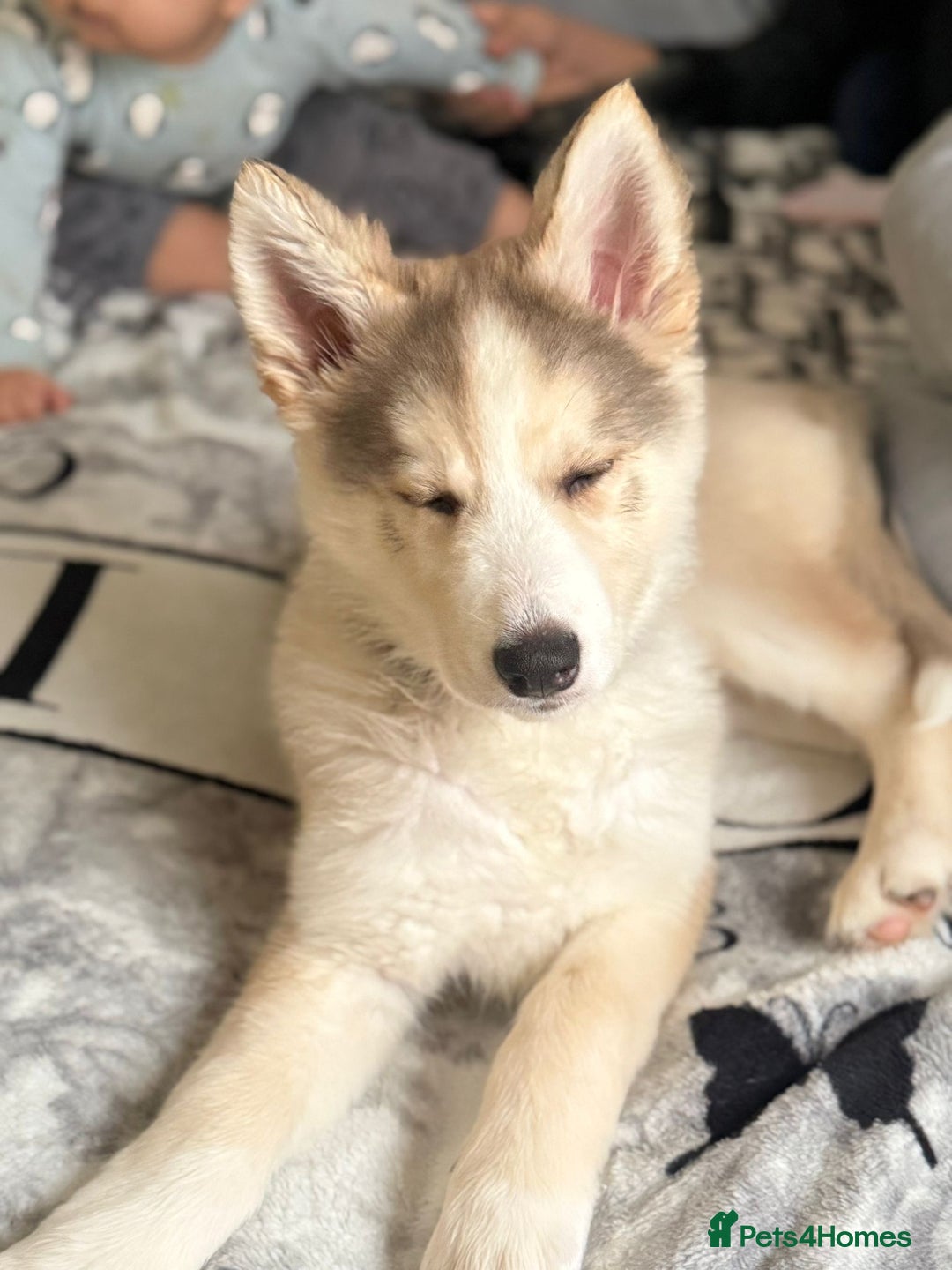 Siberian Husky dogs for sale: Siberian husky 16weeks old - Advert 2