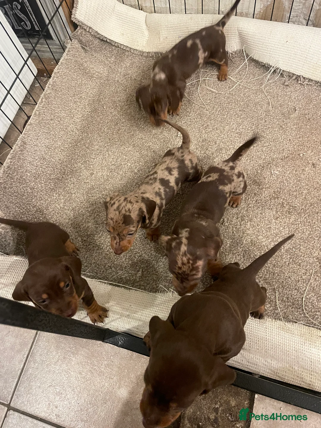 Dachshund dogs for sale: Miniature dachshunds  - Advert 2