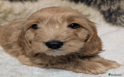 Cockapoo dogs for sale: Beautiful F1 Cockapoo puppies DNA clear  - Image 21