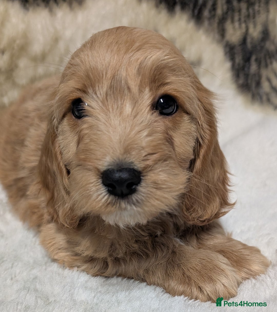 Cockapoo dogs for sale: Beautiful F1 Cockapoo puppies DNA clear  - Image 21