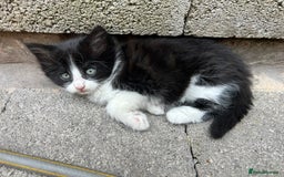 Domestic Shorthair cats for sale: 4 Beautiful Short Hair Kittens  - Image 5