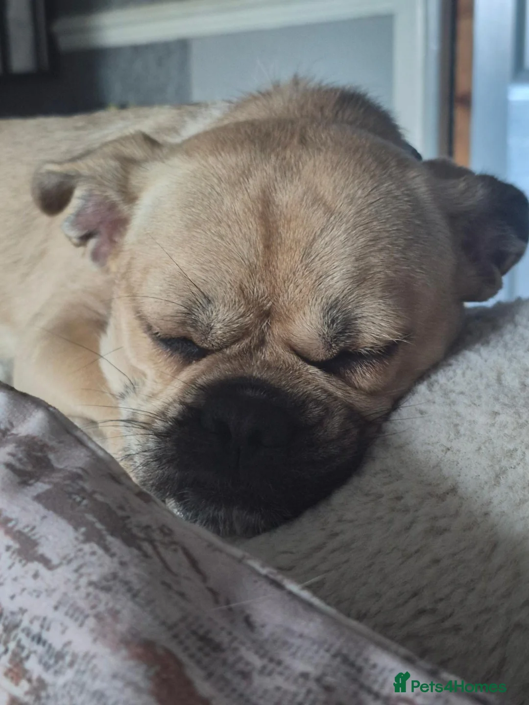 Mixed Breed dogs for sale: One year old - Advert 2