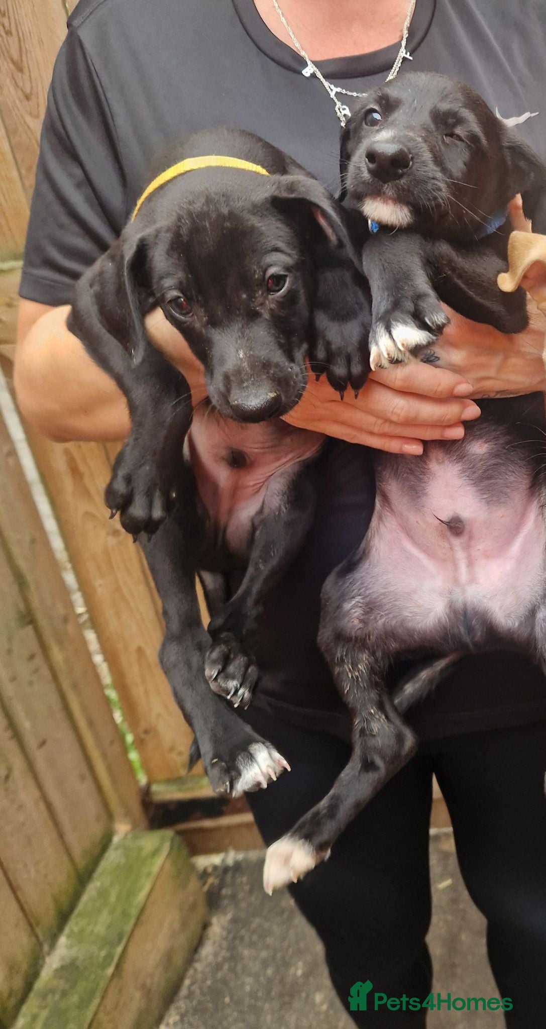 Lurcher dogs Stunning Lurcher puppies - Advert 1