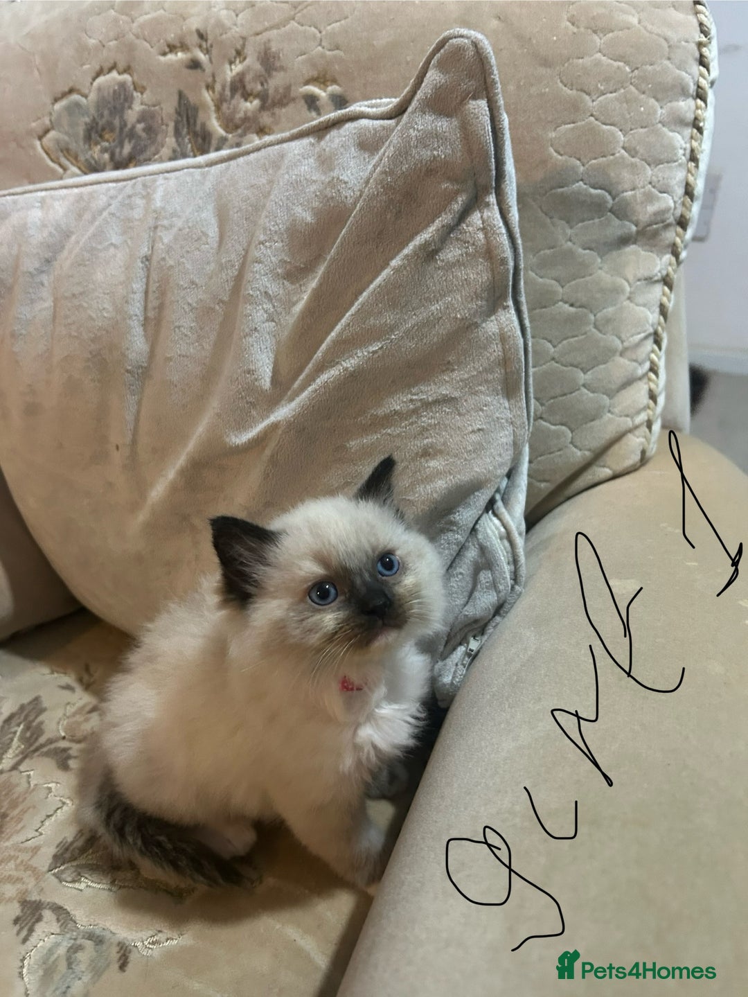 Ragdoll cats for sale: A real ragdoll - Advert 13