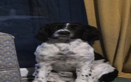 Sprocker dogs for sale: Spoker  - Image 6