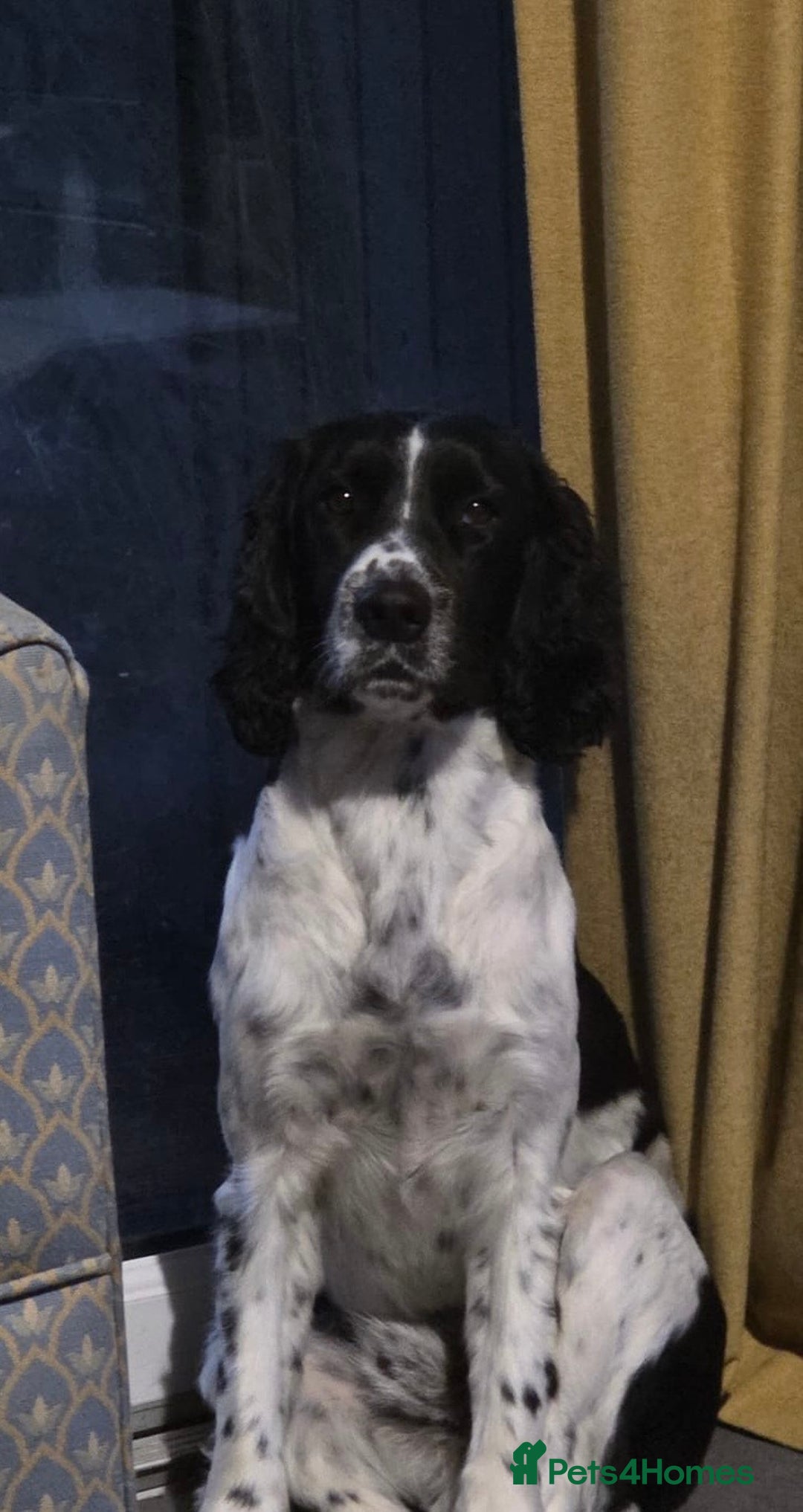 Sprocker dogs for sale: Spoker  - Image 6