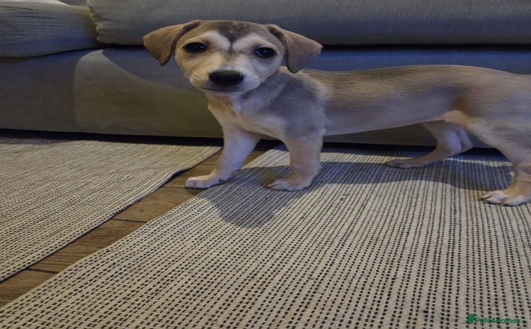 Mixed Breed dogs Saluki x labrador pups 8 weeks - Advert 1