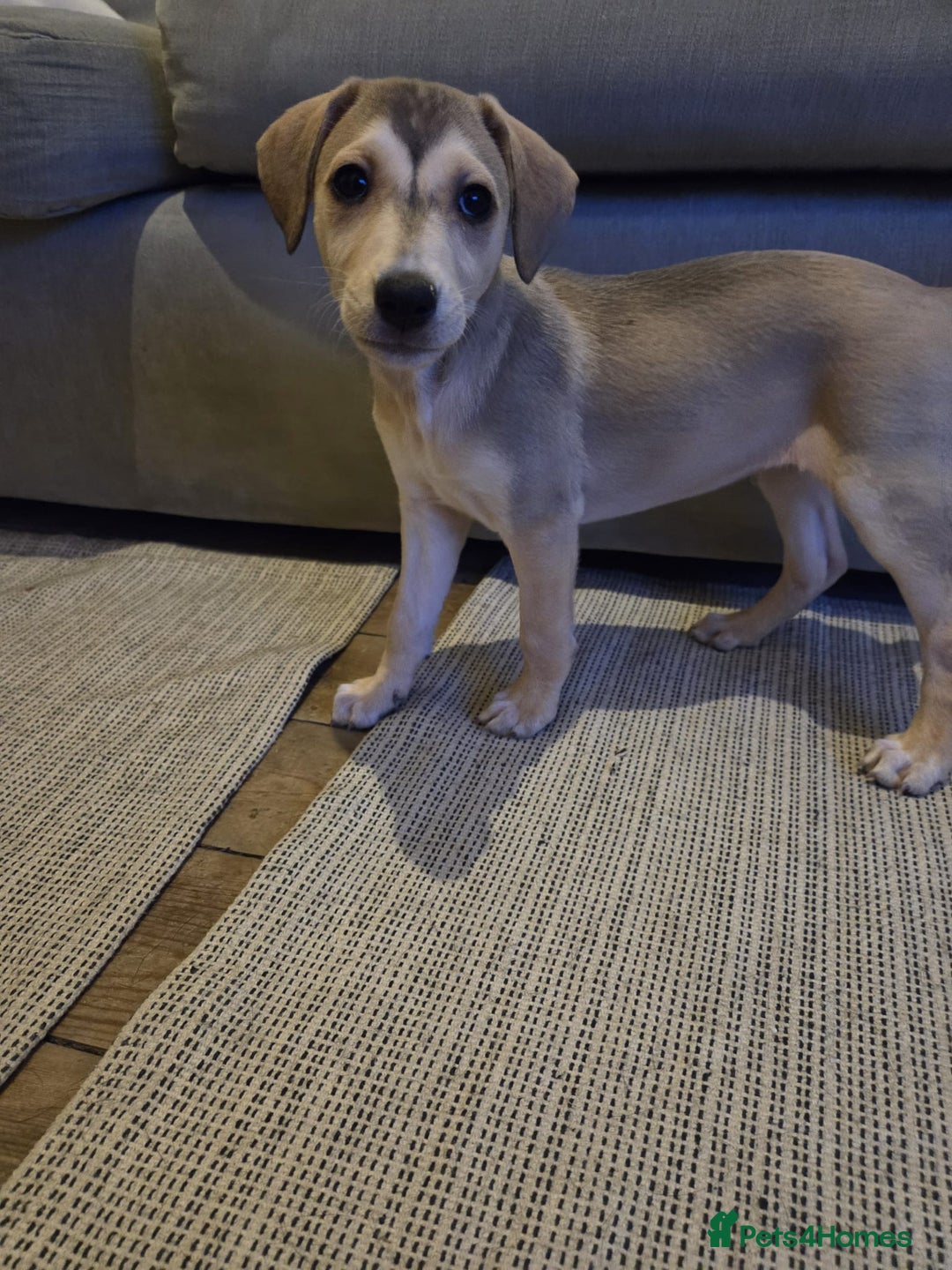 Mixed Breed dogs for sale: Saluki x labrador pups 8 weeks - Advert 1