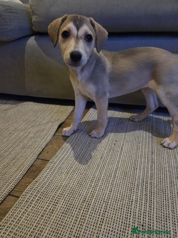 Mixed Breed dogs Saluki x labrador pups 8 weeks - Advert 1