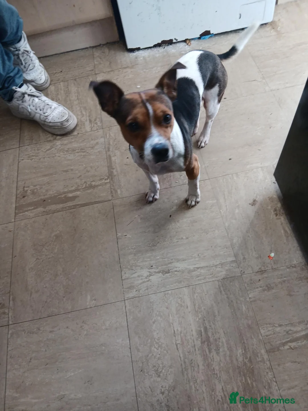 Jack Russell dogs for sale: 3 year old needing rehoming in Wolverhampton - Advert 2