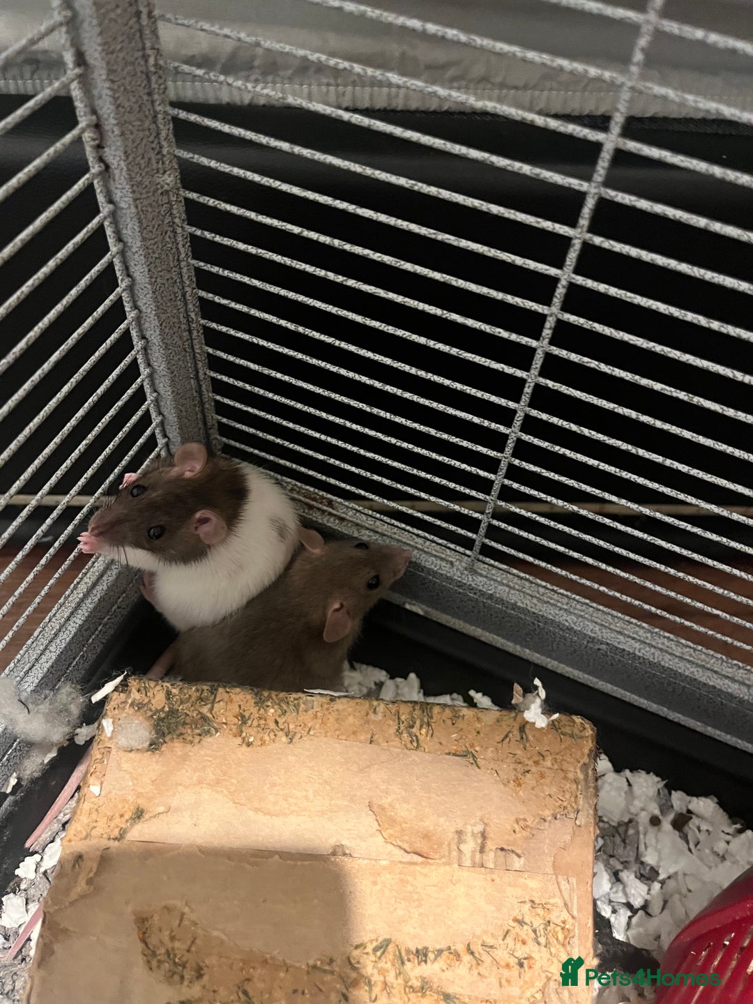 Rat rodents for sale: 2 dumbo rats  - Image 1