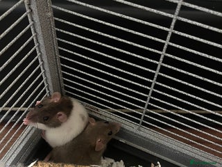 Rat rodents - Advert 1