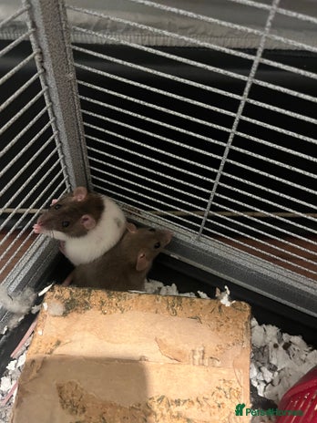 Rat rodents - Advert 1