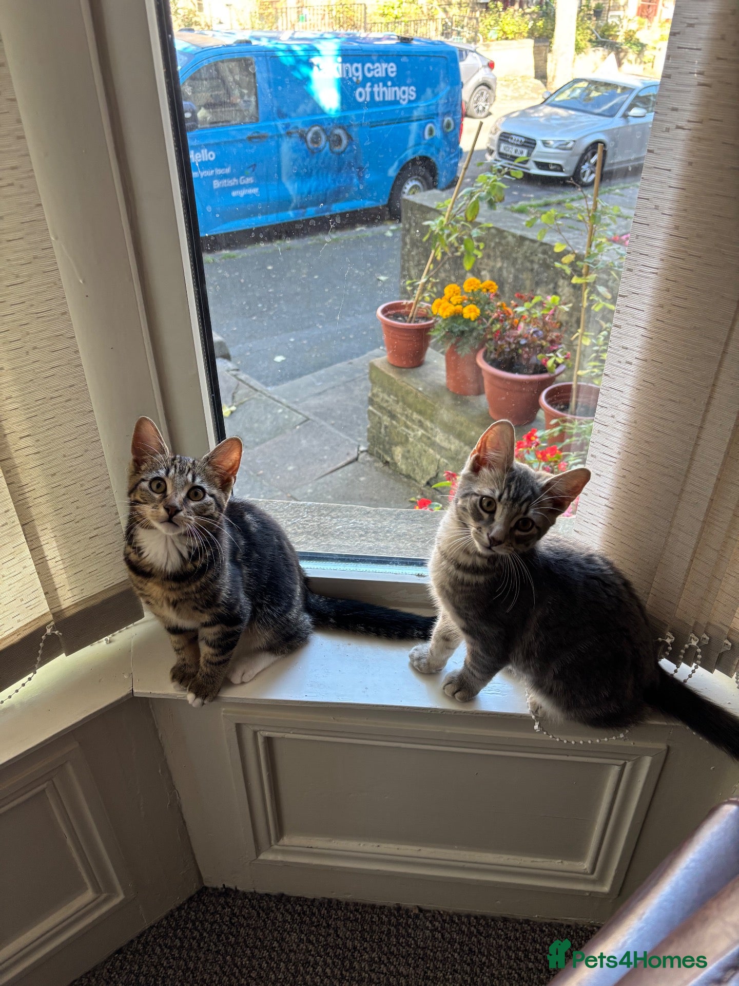 Domestic Shorthair cats 𝟐 𝐃𝐎𝐌𝐄𝐒𝐓𝐈𝐂 𝐒𝐇𝐎𝐑𝐓𝐇𝐀𝐈𝐑 🤎🩶 - Advert 11