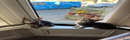 Domestic Shorthair cats for sale: 𝟐 𝐃𝐎𝐌𝐄𝐒𝐓𝐈𝐂 𝐒𝐇𝐎𝐑𝐓𝐇𝐀𝐈𝐑 🤎🩶 - Advert 12
