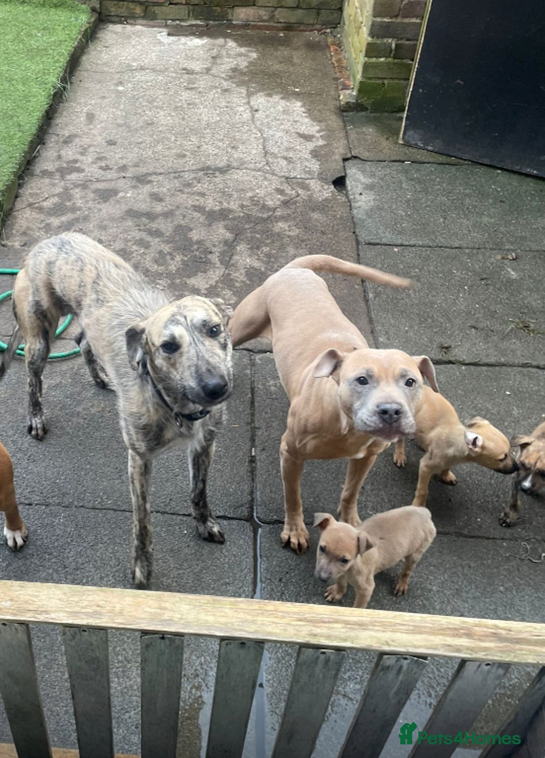 Mixed Breed dogs for sale: Outstanding terrier cross (bull Wheaton greyhound) - Image 2