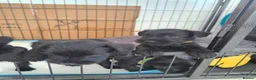 Miniature Schnauzer dogs for sale: Beautiful Black Miniature Schnauzer Puppies - Advert 3