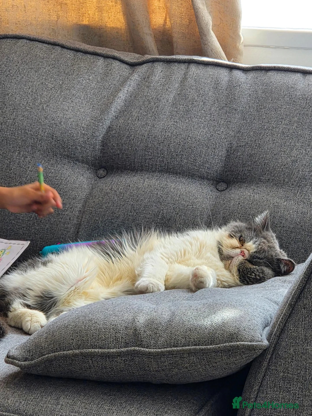 Exotic cats for sale: Exotic shorthair adult cat - Advert 12