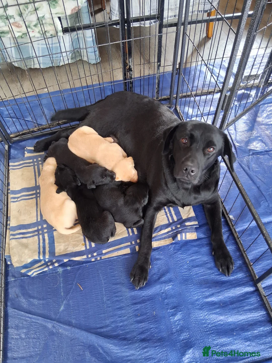 Mixed Breed dogs for sale: 3 adorable puppy's  - Advert 5