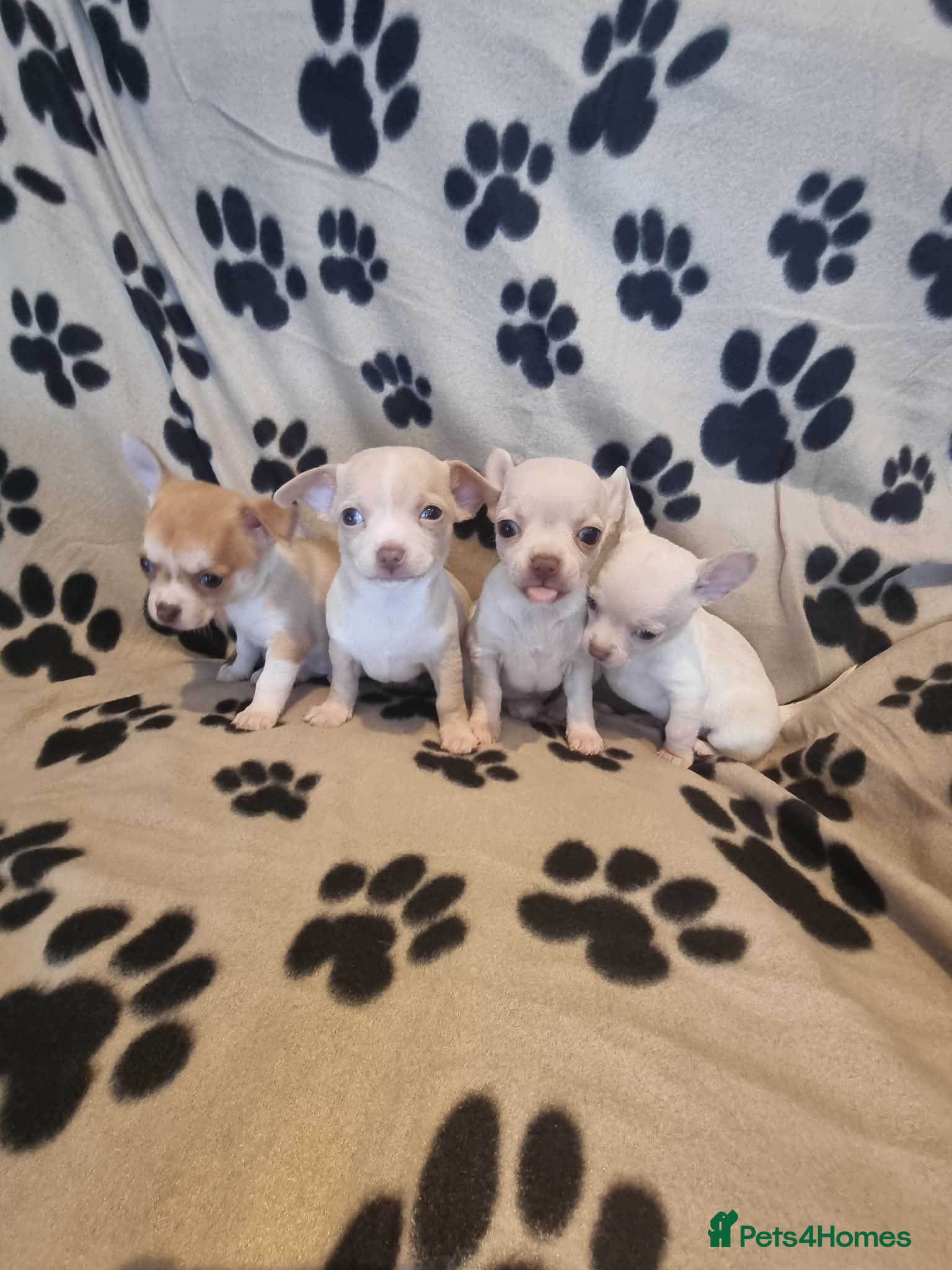 Chihuahua dogs Chihuahua puppy's chihuahuas - Advert 1