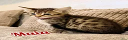 Savannah cats for sale: F4 Savannah Kitten’s original African bloodline - Advert 7