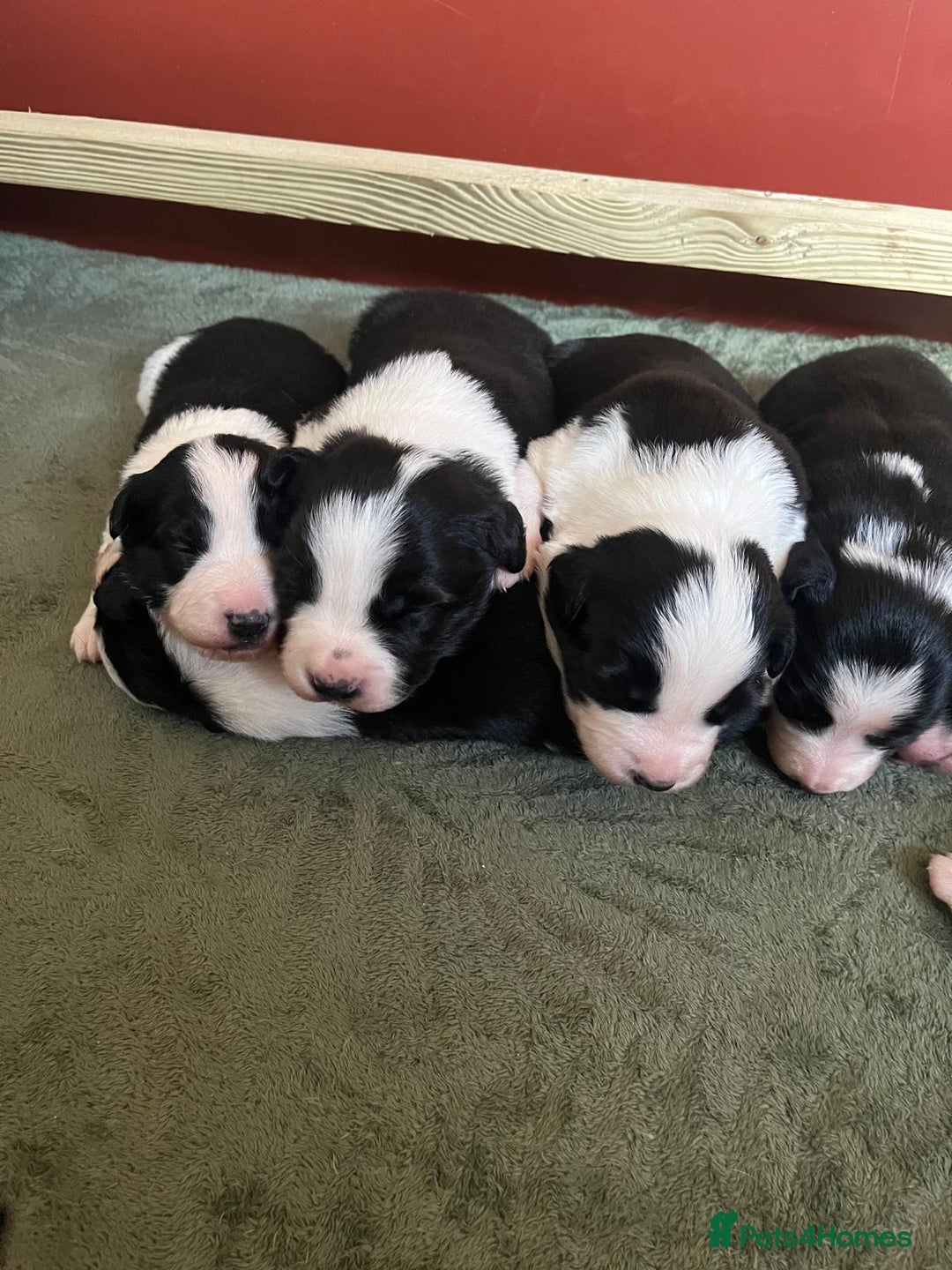 Border Collie dogs for sale: Border collie puppies  - Advert 1