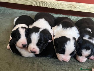 Border Collie dogs Border collie puppies - Advert 2