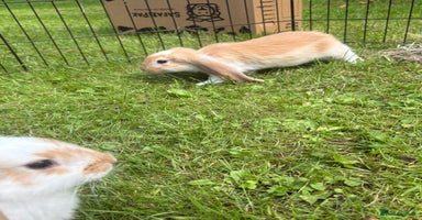 French Lop rabbits - Advert 6