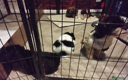 Shih Tzu dogs for sale: Quality Half Imperial Shitzu Puppies.  - Image 2