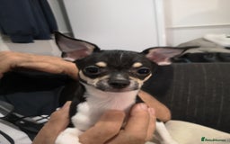 Chihuahua dogs for sale: Gorgeous tiny chibuahuas - Image 23