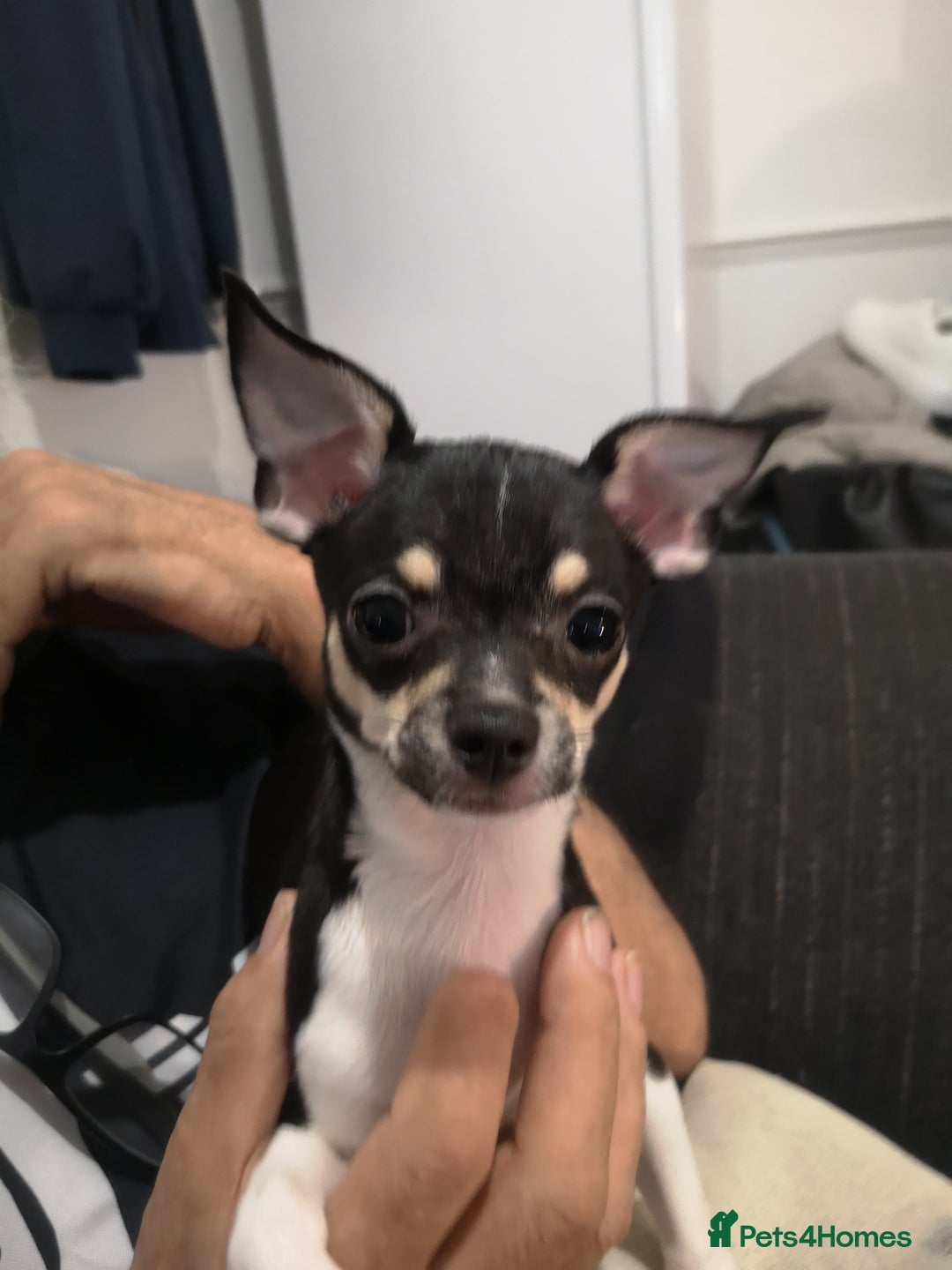Chihuahua dogs for sale: Gorgeous tiny chibuahuas - Image 23
