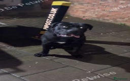 Cane Corso dogs for sale: Cane corso  - Image 3