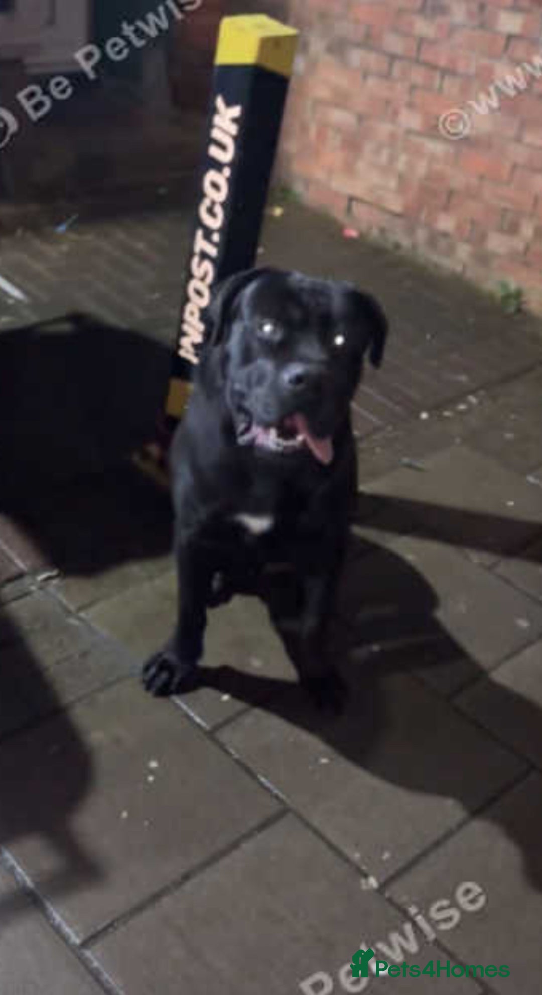 Cane Corso dogs for sale: Cane corso  - Image 3