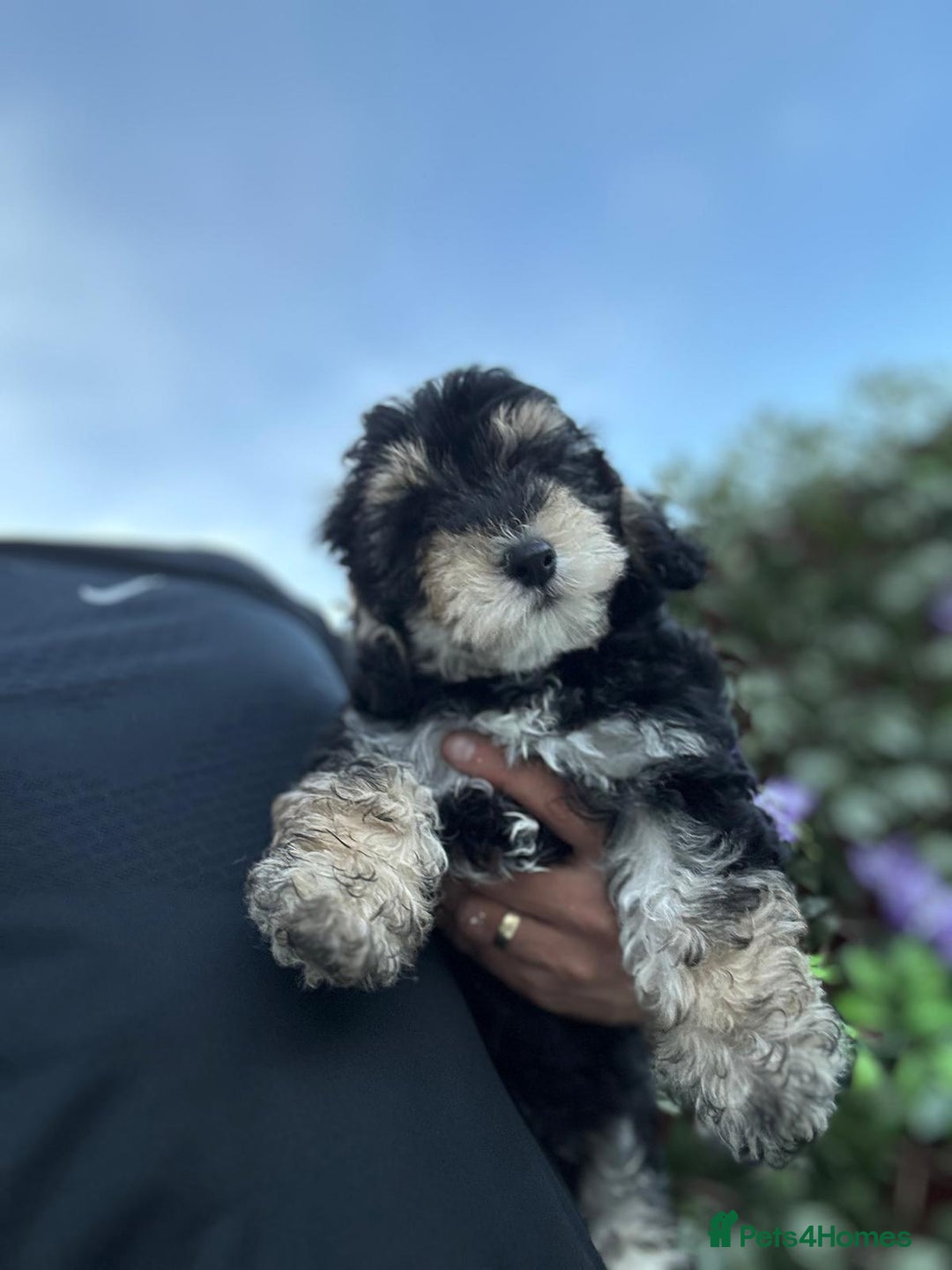 Maltipoo dogs for sale: 💙 LAST MALTIPOO BOY-READY TO LEAVE  💙 in Lincoln - Image 3
