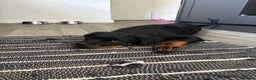 Rottweiler dogs for sale: Rottweiler Cali - Advert 5