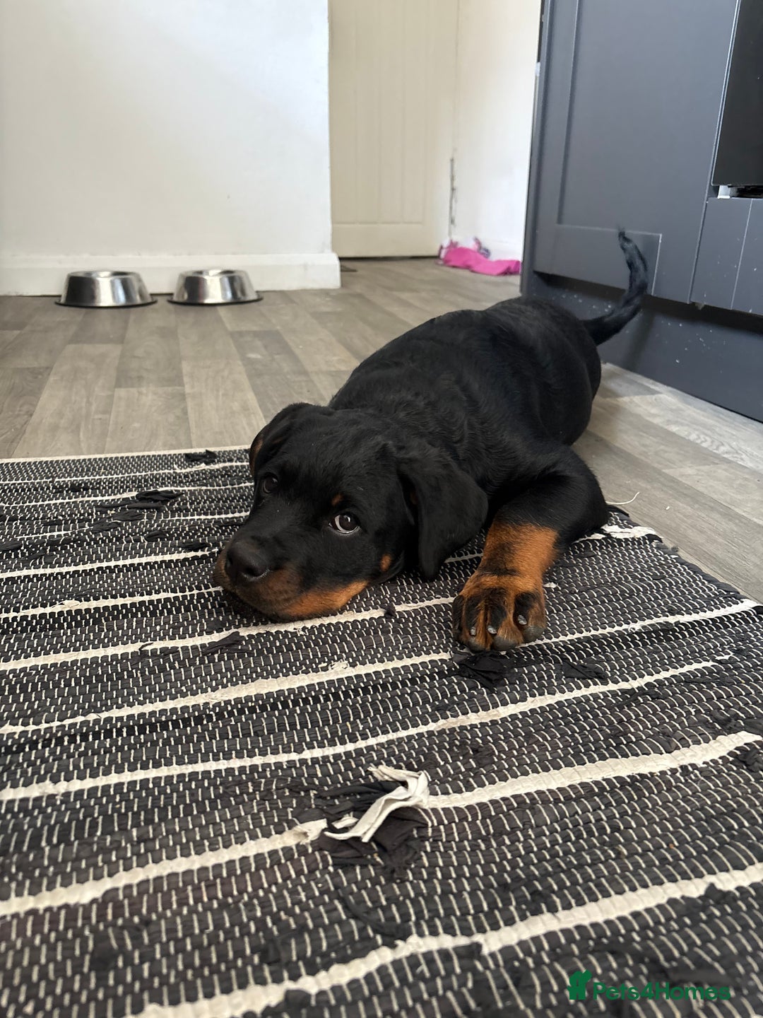 Rottweiler dogs for sale: Rottweiler Cali - Image 5