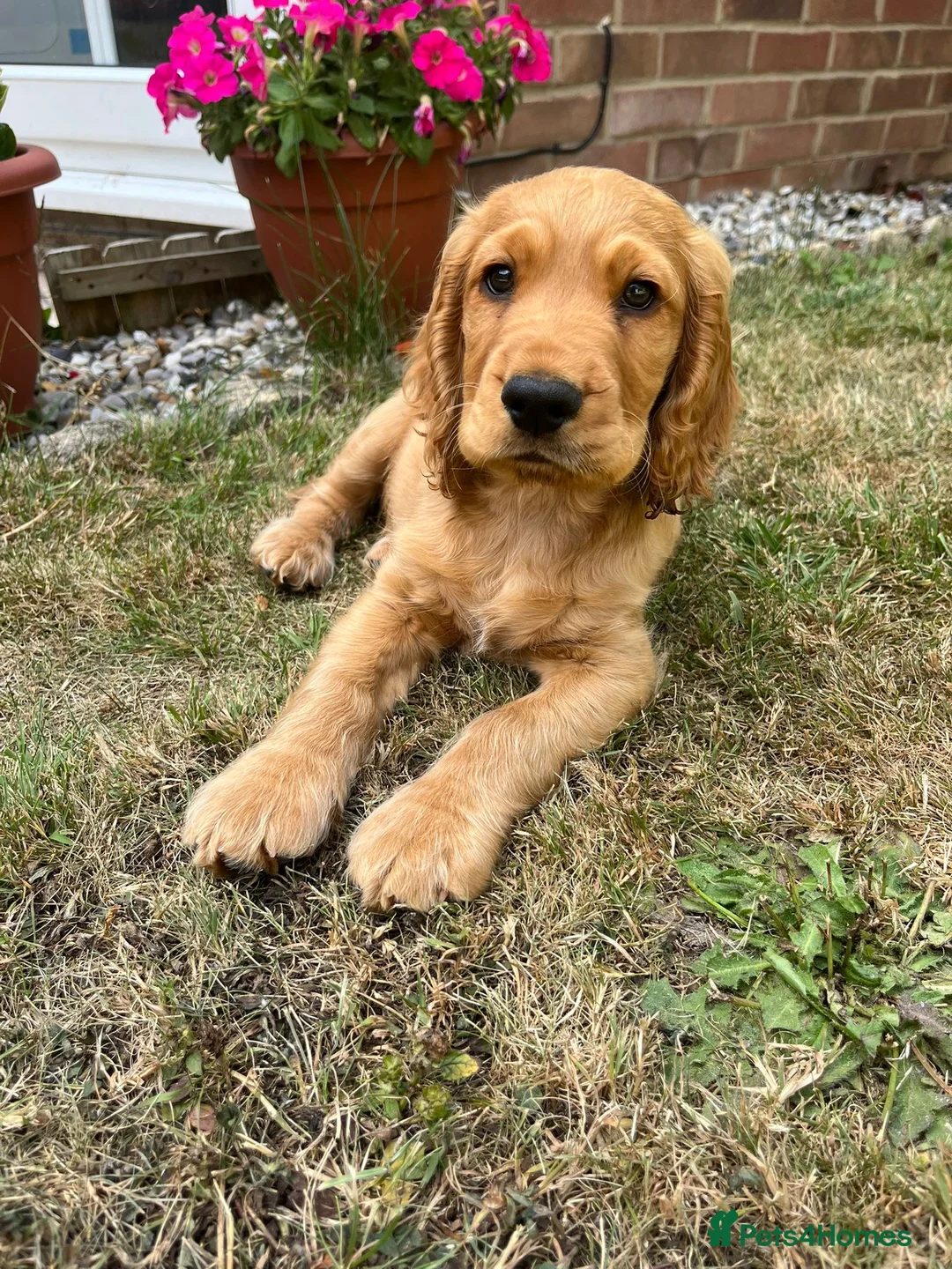 Cocker Spaniel dogs for sale: Frankie - Advert 3