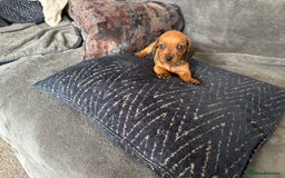 Miniature Dachshund dogs for sale: Stunning Brindle Dachshunds  - Image 9