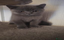 British Shorthair cats for sale: Kitten’s British shorthair  - Image 1
